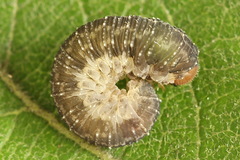 Empria immersa