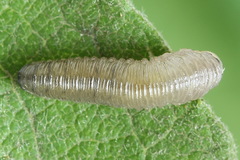 Empria immersa