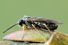 Empria immersa