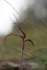 Caladenia filamentosa