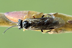 Empria immersa