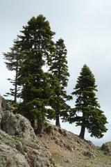 Abies cilicica
