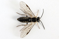 Empria immersa