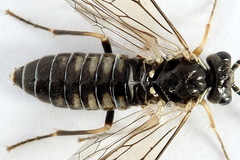 Empria immersa