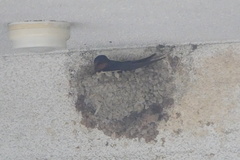 Hirundo rustica