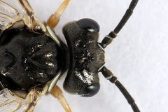 Empria immersa