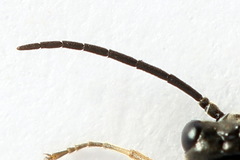 Empria immersa