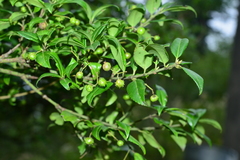 Euonymus spraguei