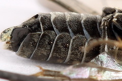 Empria immersa