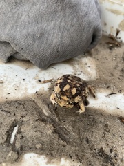 Breviceps namaquensis