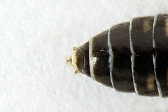 Empria immersa