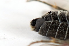 Empria immersa