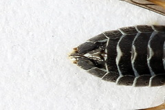 Empria immersa