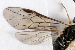 Empria immersa