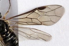 Empria immersa