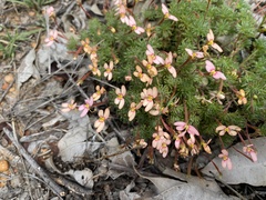 Stylidium recurvum