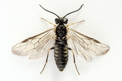 Empria immersa