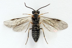 Empria immersa