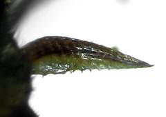 Empria immersa