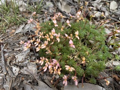 Stylidium recurvum