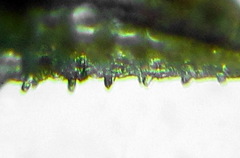 Empria immersa