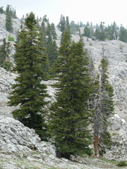 Abies cilicica
