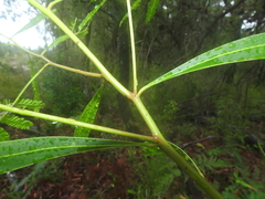 Acacia attenuata