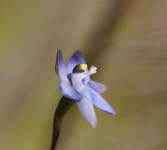 Thelymitra peniculata