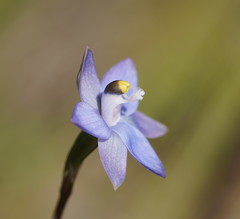 Thelymitra peniculata