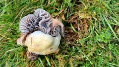 Cuphophyllus flavipes