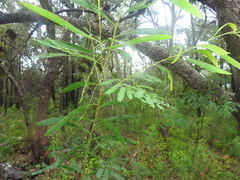 Acacia attenuata