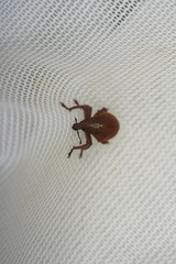 Gonipterus lepidotus