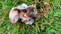 Cuphophyllus flavipes