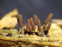 Stemonitopsis amoena