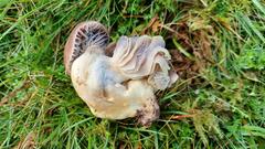 Cuphophyllus flavipes