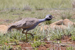 Eupodotis caerulescens