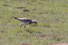 Vanellus melanopterus minor
