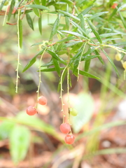 Leucopogon pimeleoides