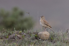 Certhilauda semitorquata transvaalensis