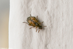 Algarobius