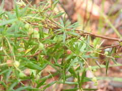 Leucopogon pimeleoides