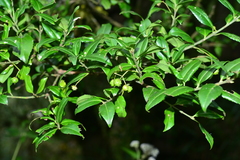 Euonymus spraguei