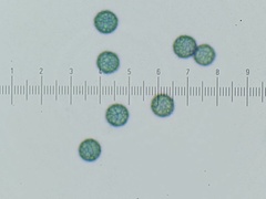 Stemonitopsis amoena