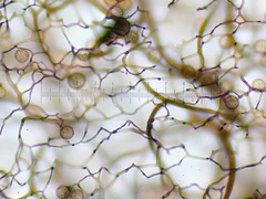 Stemonitopsis amoena