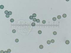 Stemonitopsis amoena