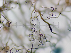 Stemonitopsis amoena