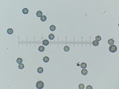 Stemonitopsis amoena