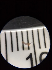 Stemonitopsis amoena