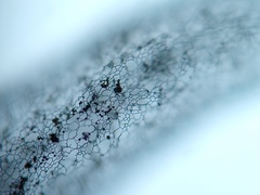 Stemonitopsis amoena