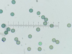 Stemonitopsis amoena